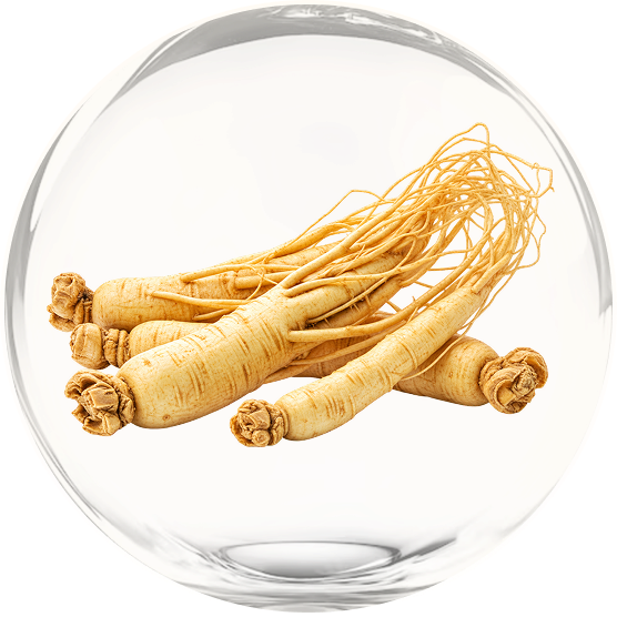 Korean Red Ginseng in a clear bubble