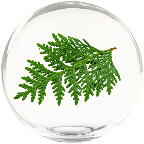 Thuja leaf