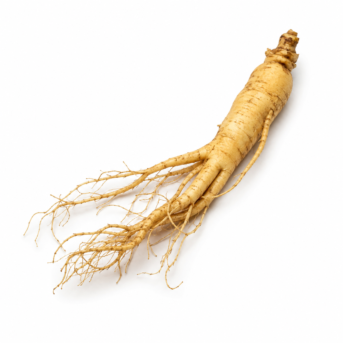 Korean Ginseng