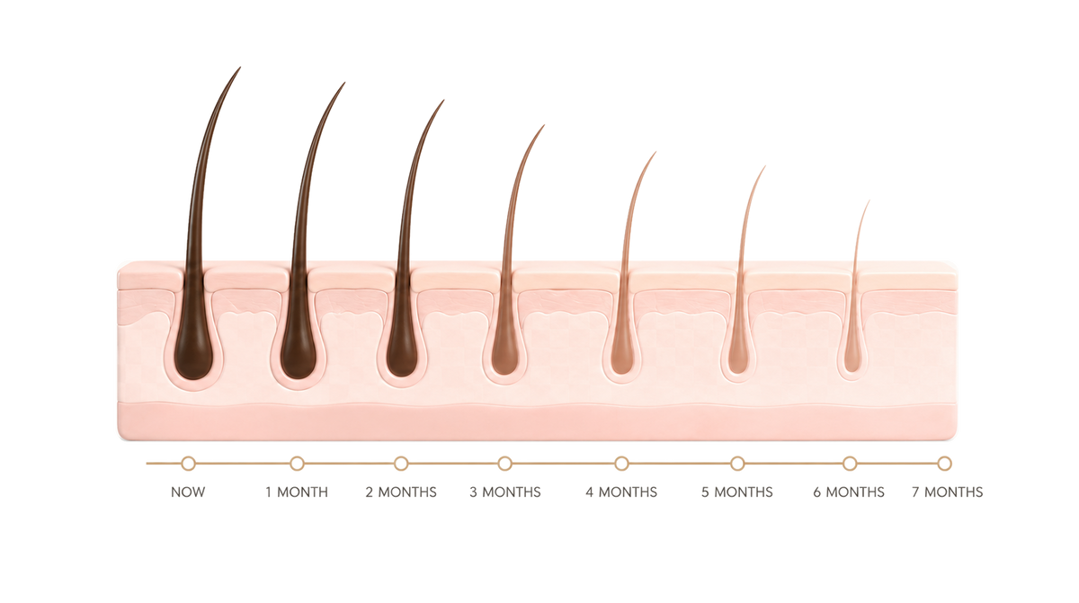 Hair follicle illustration