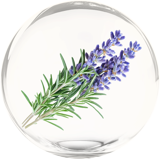 Rosemary in a clear bubble