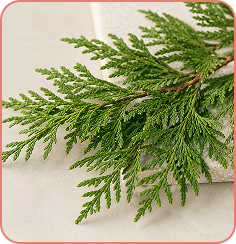 Thuja Leaf