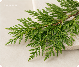 Thuja Leaf