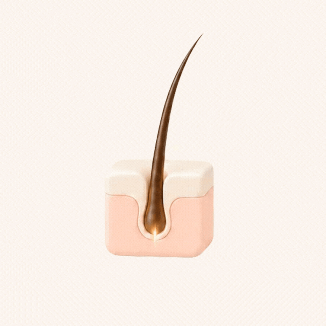 Hair follicle illustration