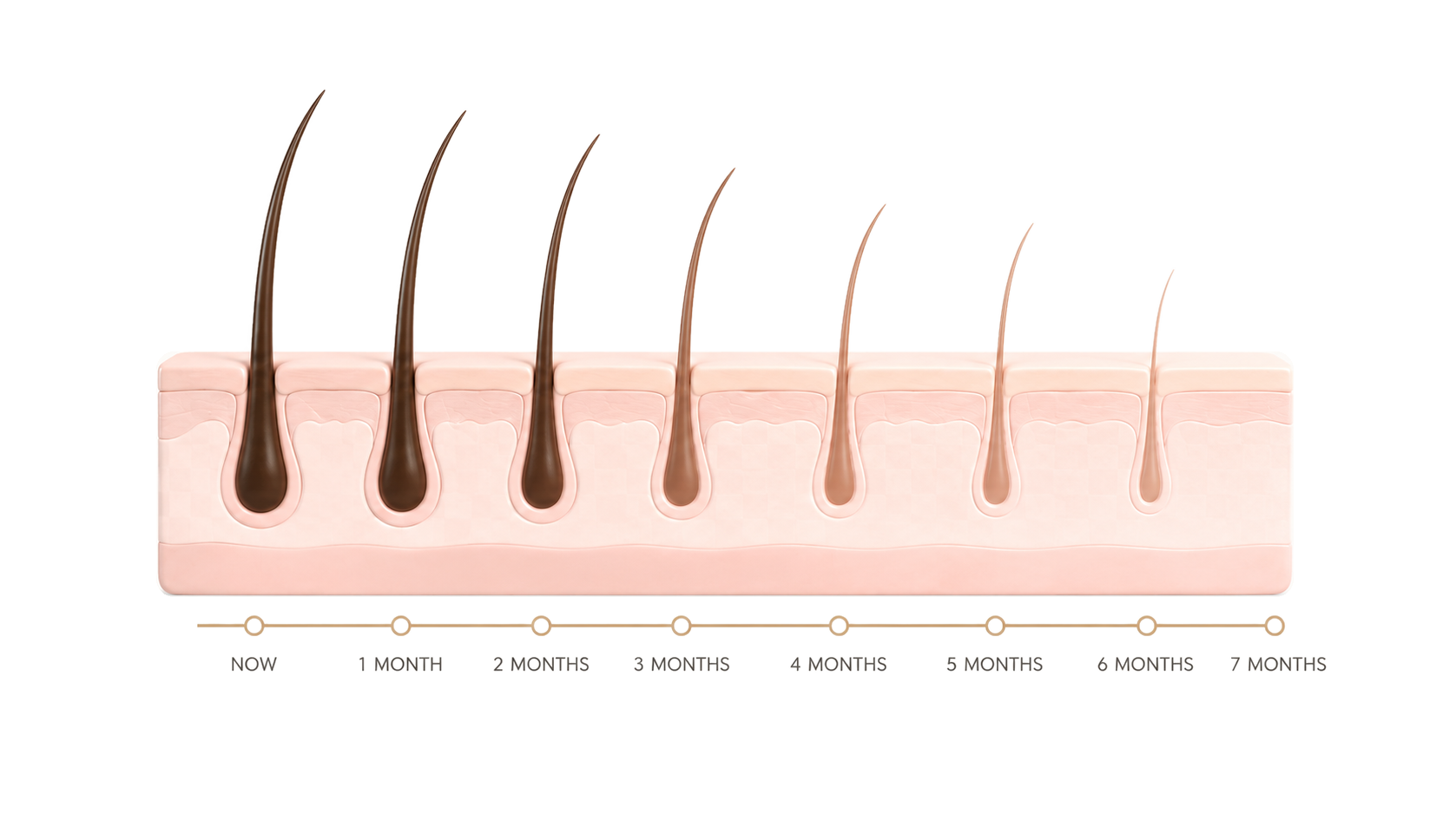 Hair follicle illustration